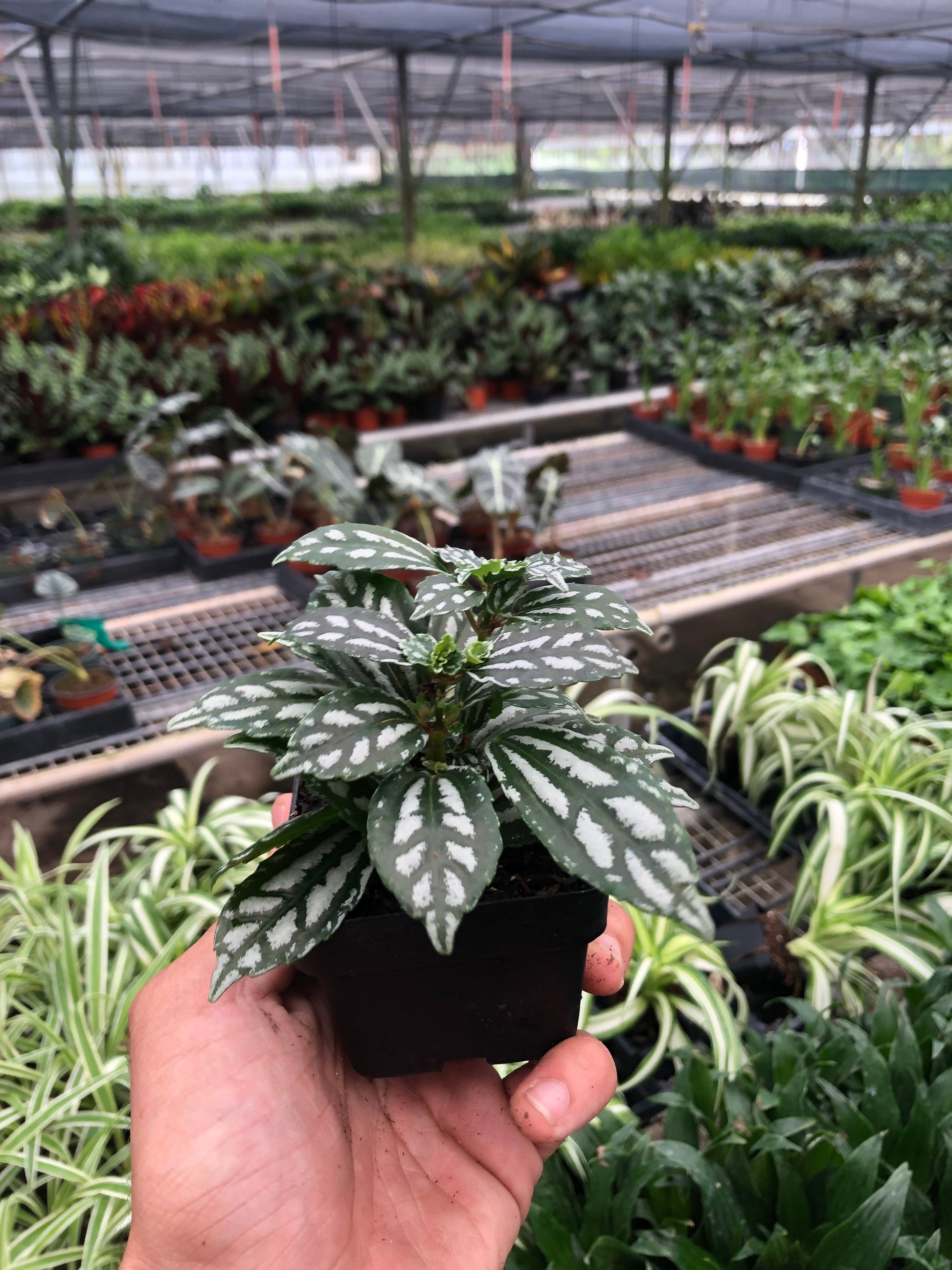 Pilea 'Aluminum' 3" Pot Indoor Plants House Plant Shop