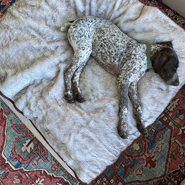 PupProtector™ Summer Short Fur Waterproof Throw Blanket - White with Brown Accents Dog Blanket Paw