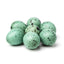 Celadon Coturnix Hatching Eggs - true blue layers 24 Buddys Hatchery