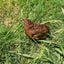 Red Range Coturnix Quail Hatching Eggs Egg Buddys Hatchery