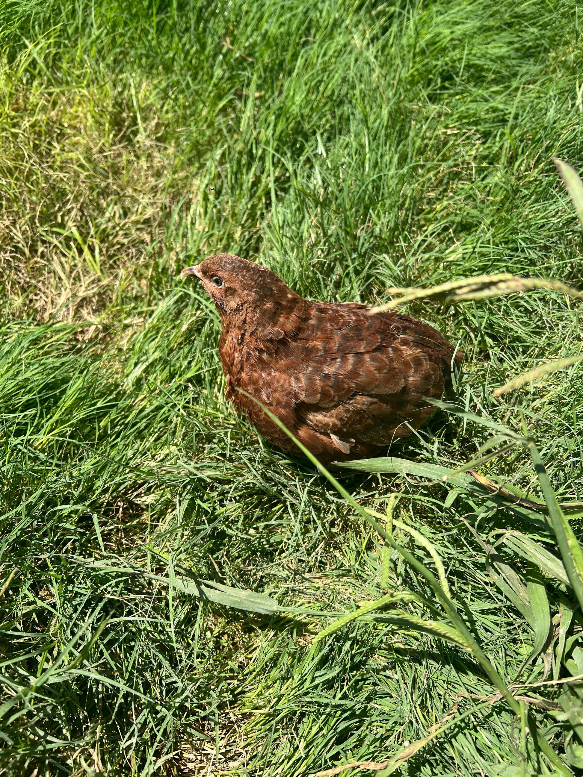 Red Range Coturnix Quail Hatching Eggs Egg Buddys Hatchery
