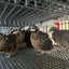 Georgia Giant Quail Hatching Eggs Quail Eggs Buddys Hatchery