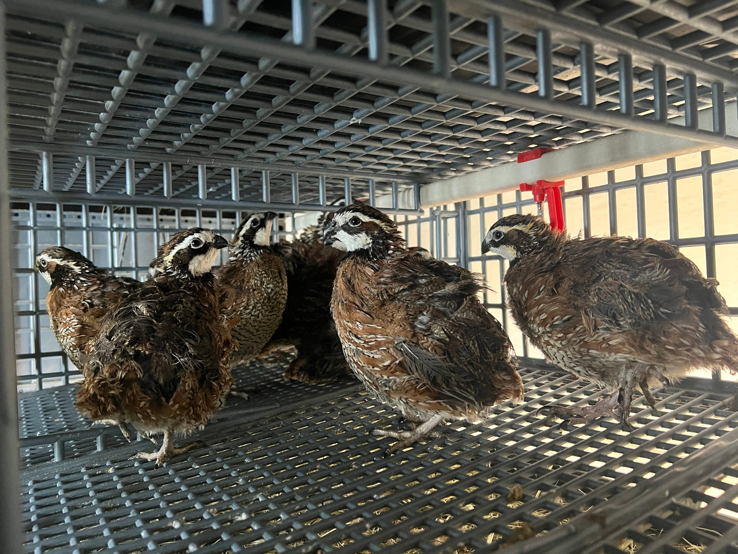 Georgia Giant Quail Hatching Eggs Quail Eggs Buddys Hatchery