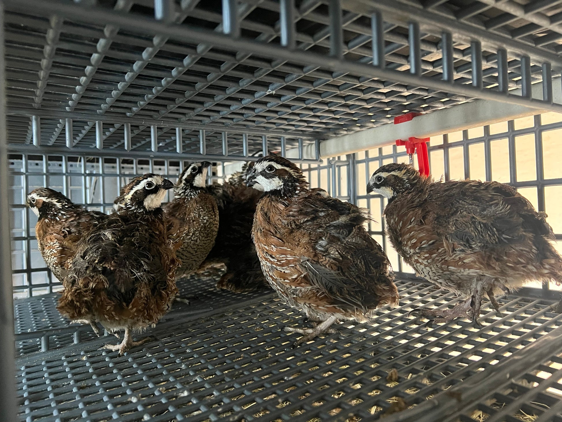 Georgia Giant Quail Hatching Eggs Quail Eggs Buddys Hatchery