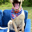 Love Graffiti Blue Dog Bandana 2 Hounds Design