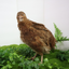 Red Range Coturnix Quail Hatching Eggs Egg Buddys Hatchery