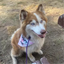 Adopt Me Tie Dye Dog Bandana Best Seller Dog Bandana Happy Tails Outfitters