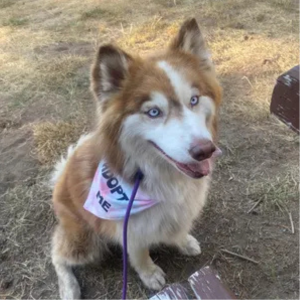 Adopt Me Tie Dye Dog Bandana Best Seller Dog Bandana Happy Tails Outfitters