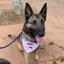 Adopt Me Tie Dye Dog Bandana Best Seller Dog Bandana Happy Tails Outfitters