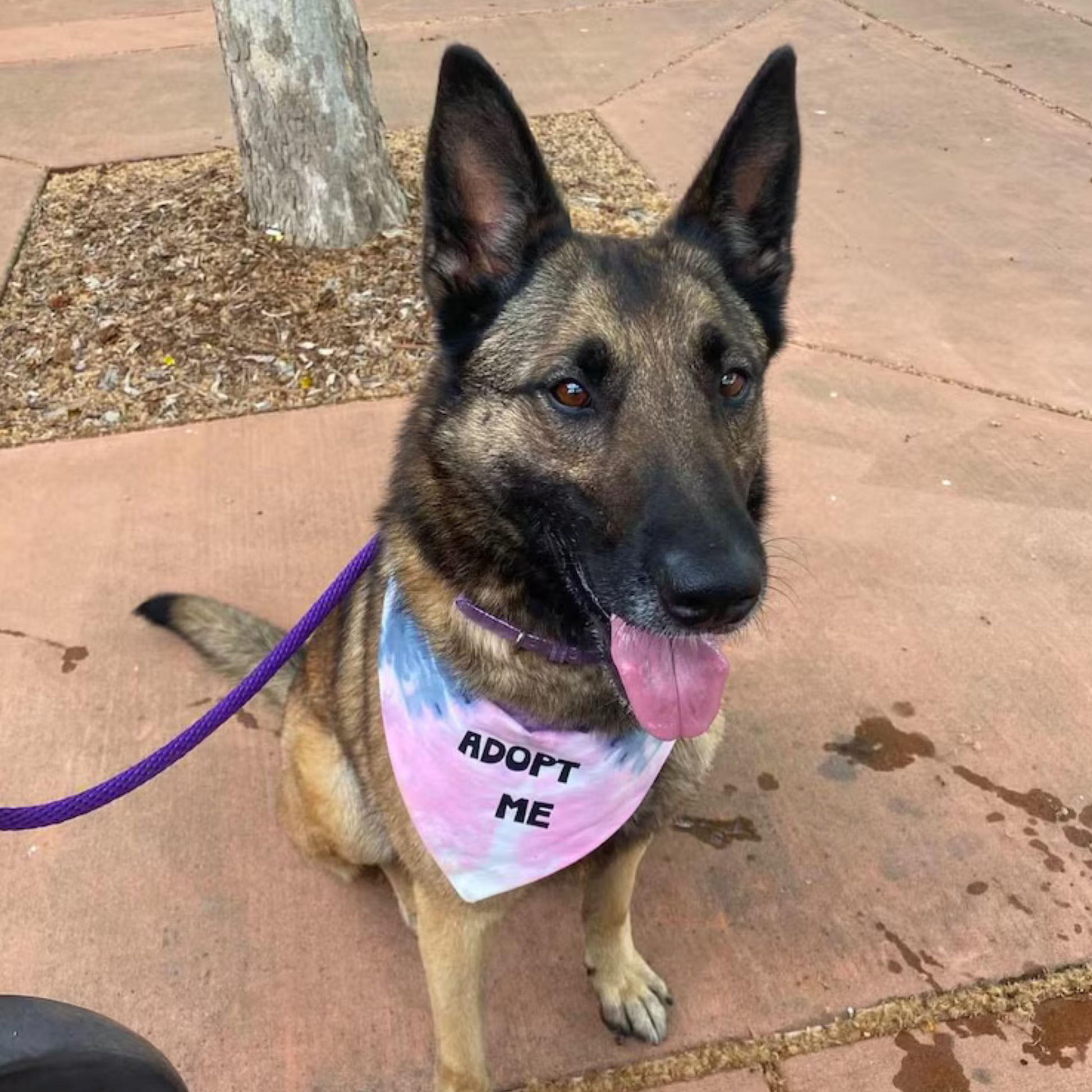 Adopt Me Tie Dye Dog Bandana Best Seller Dog Bandana Happy Tails Outfitters