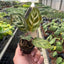 Calathea 'Makoyana' 2" Pot Nursery Pot Indoor Plants House Plant Shop
