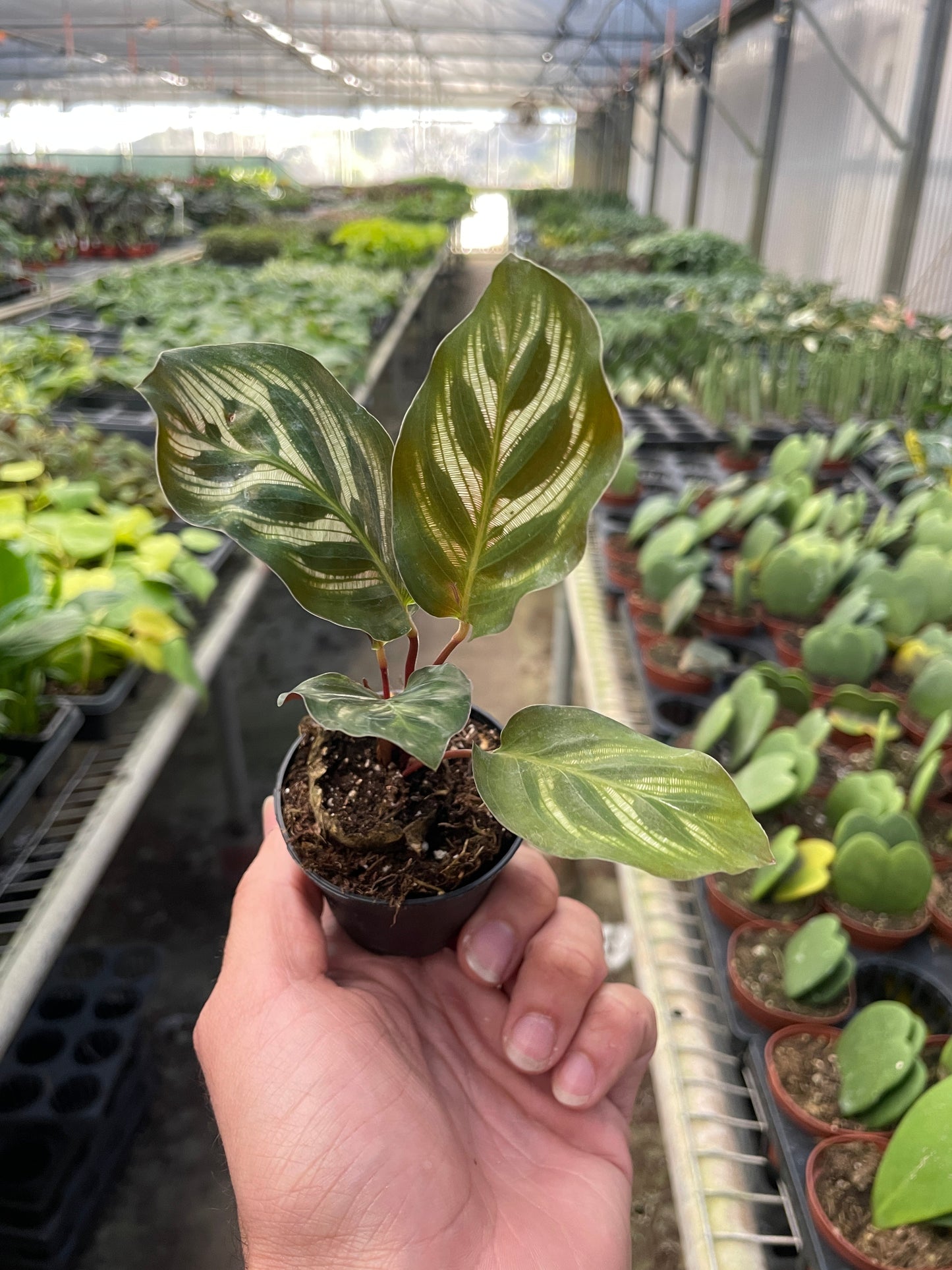 Calathea 'Makoyana' 2" Pot Nursery Pot Indoor Plants House Plant Shop