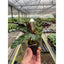 Calathea Lancifolia 'Rattlesnake' 2" Pot Nursery Pot Indoor Plants House Plant Shop
