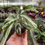 Calathea 'White Fusion' 2" Pot Nursery Pot Indoor Plants House Plant Shop