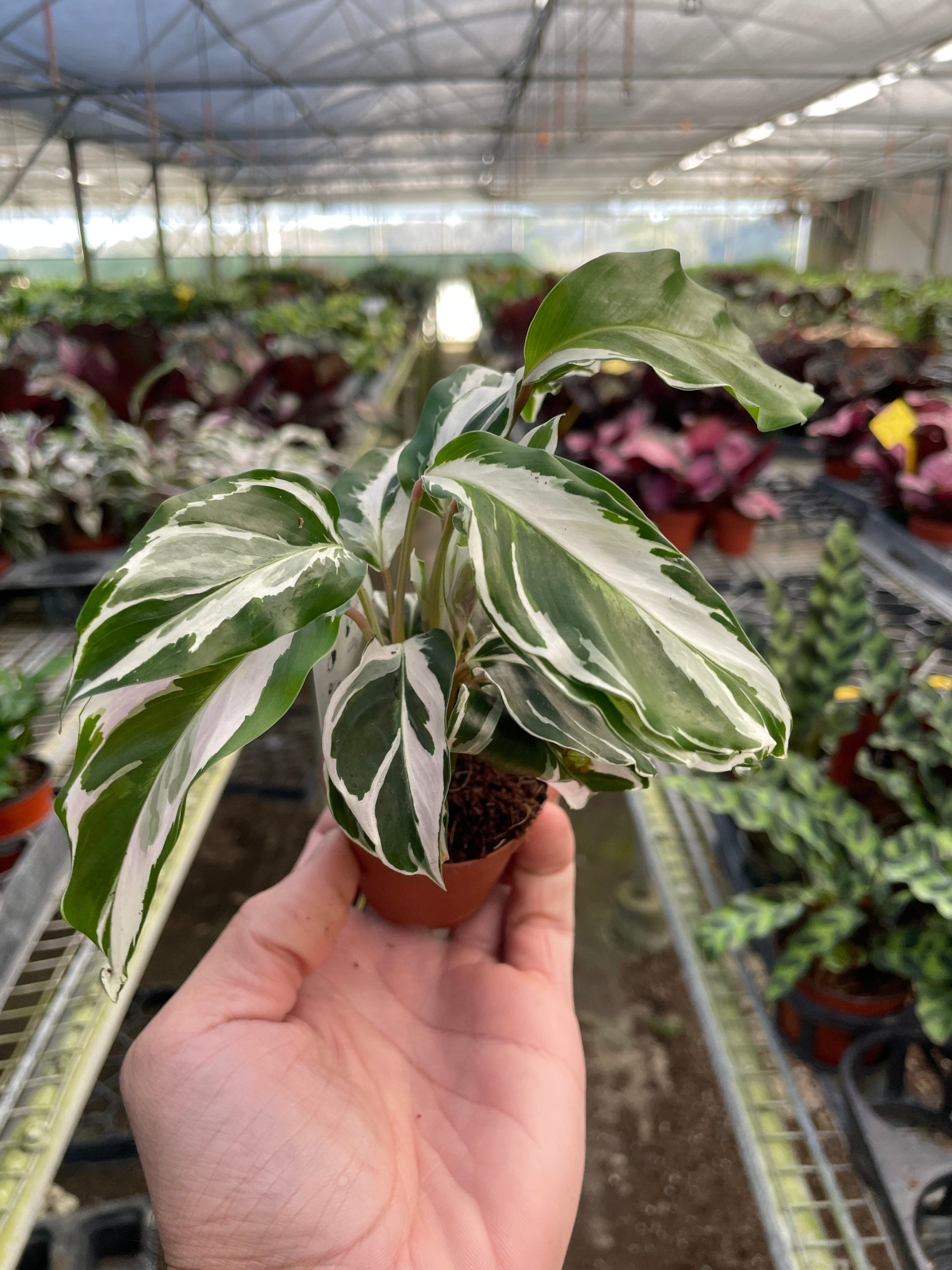 Calathea 'White Fusion' 2" Pot Nursery Pot Indoor Plants House Plant Shop