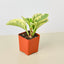 Peperomia 'Marble' Indoor Plants House Plant Shop
