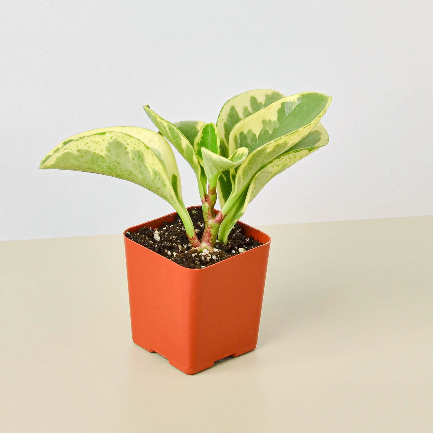 Peperomia 'Marble' Indoor Plants House Plant Shop