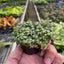 Peperomia Prostrata 'String of Turtles' 2" Pot Nursery Pot Indoor Plants House Plant Shop