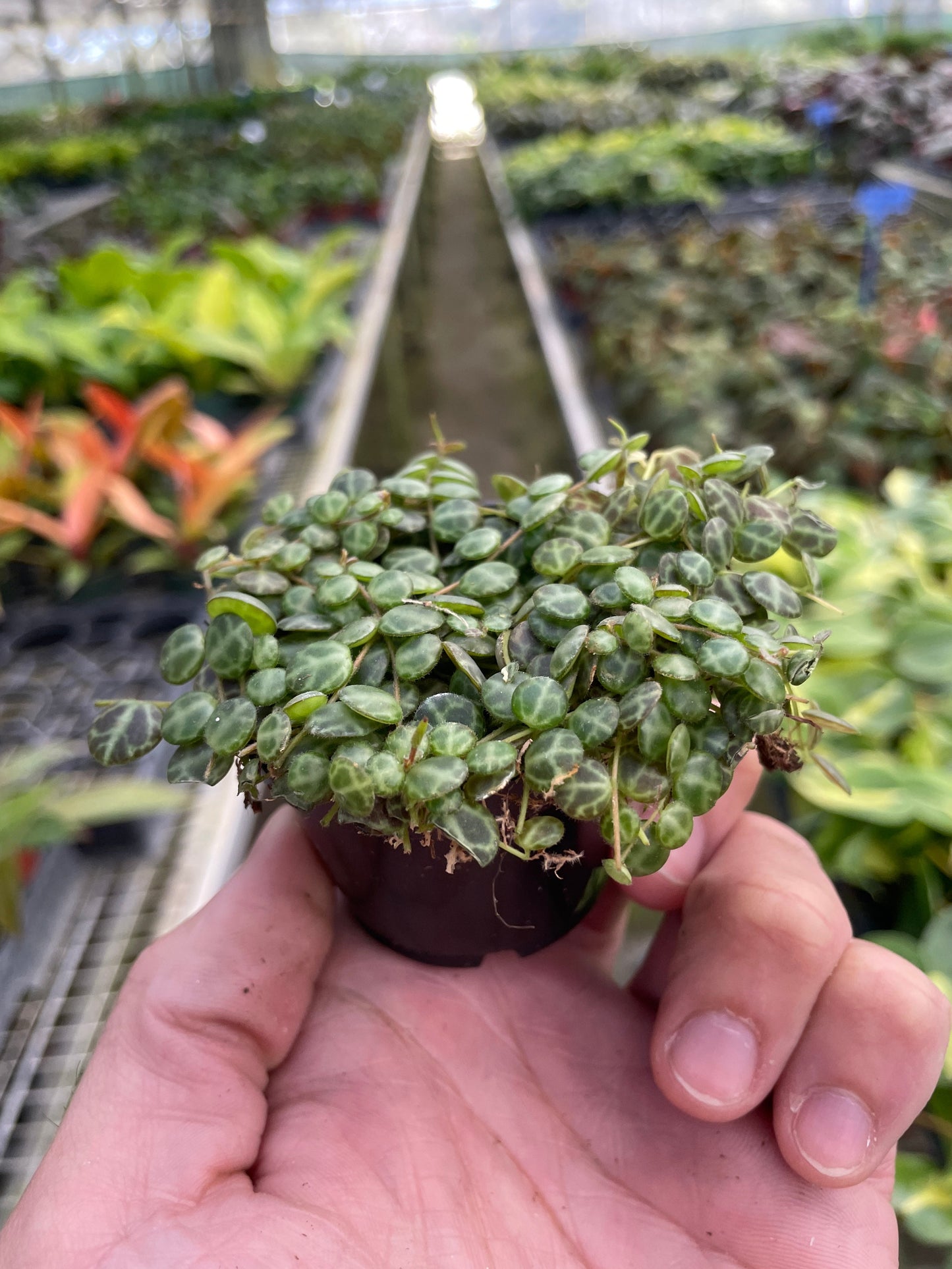 Peperomia Prostrata 'String of Turtles' 2" Pot Nursery Pot Indoor Plants House Plant Shop
