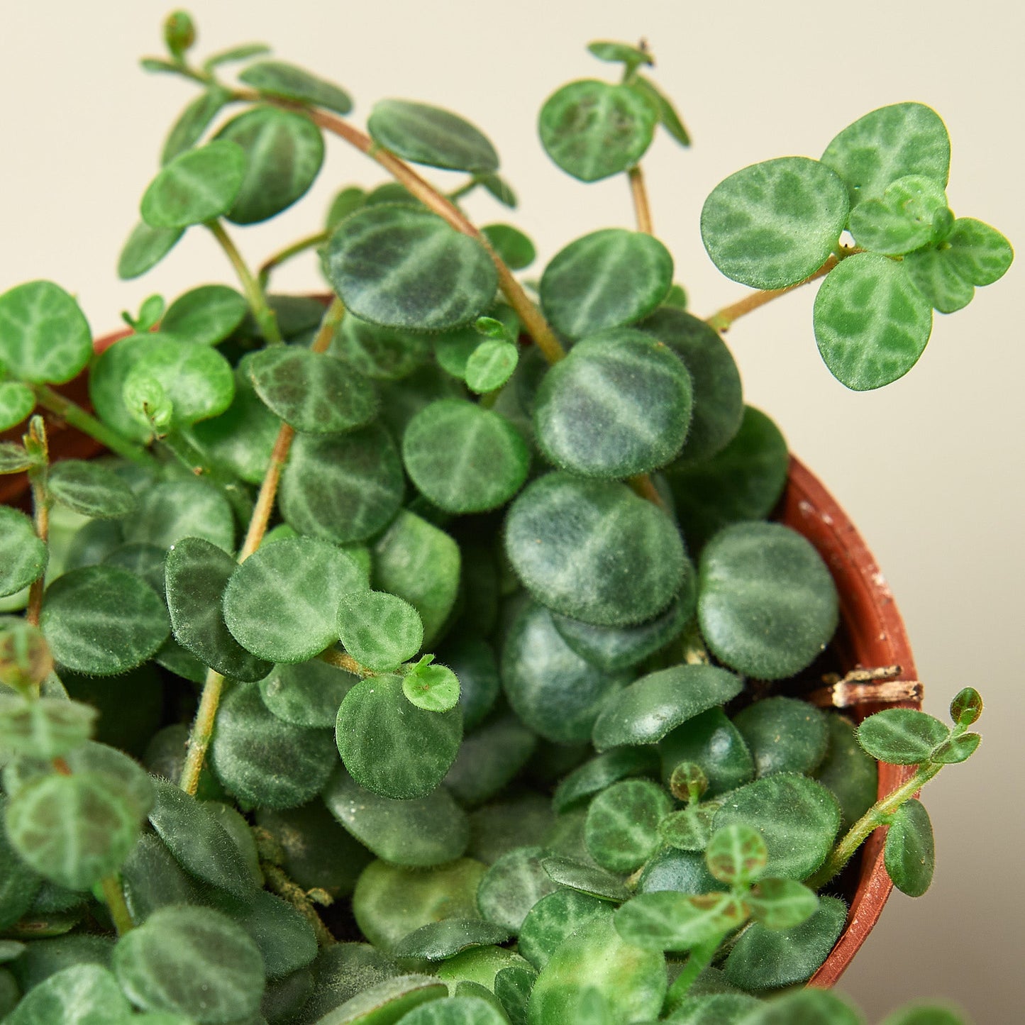 Peperomia Prostrata 'String of Turtles' Nursery Pot Indoor Plants House Plant Shop