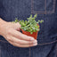 Peperomia Prostrata 'String of Turtles' 3" Pot Nursery Pot Indoor Plants House Plant Shop