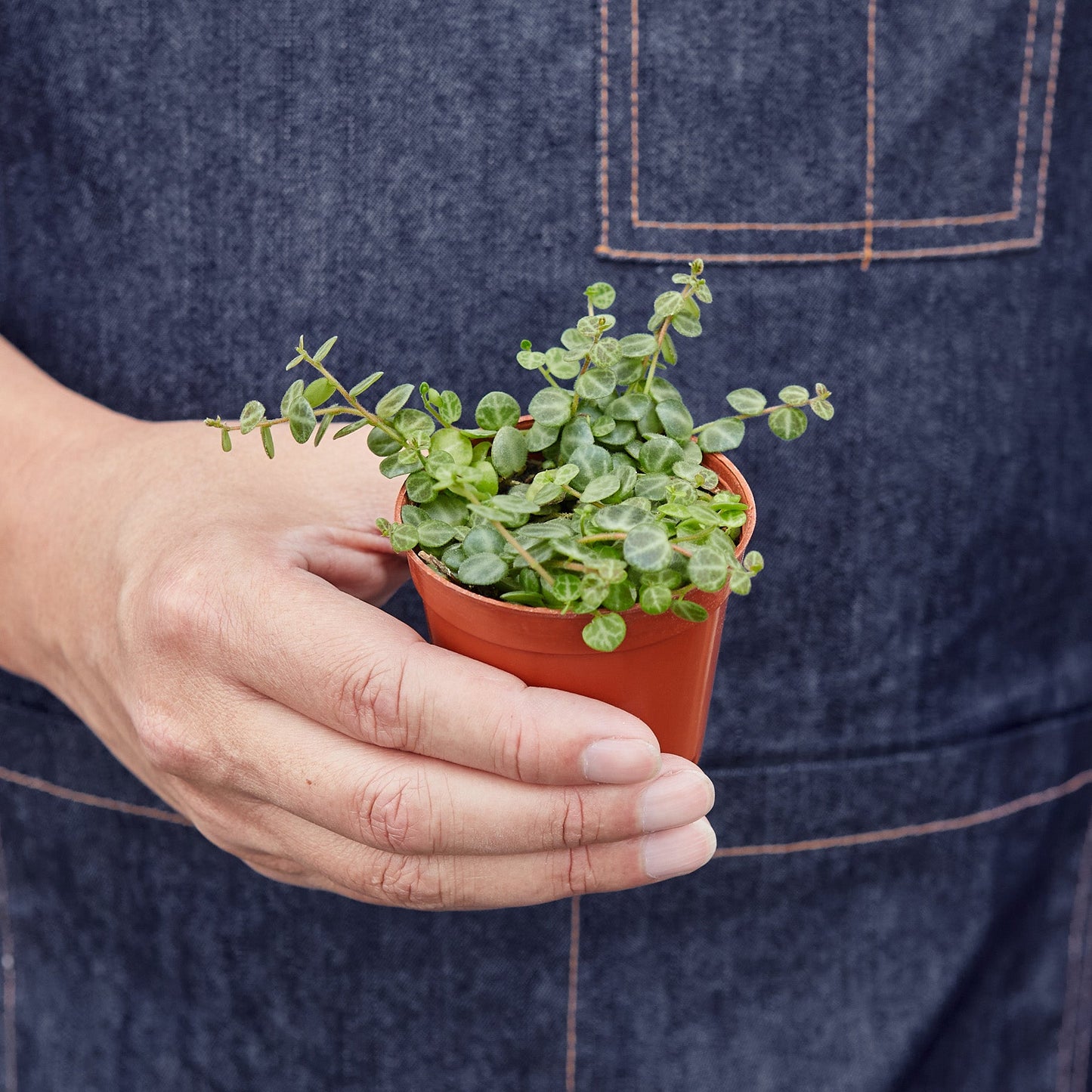 Peperomia Prostrata 'String of Turtles' 3" Pot Nursery Pot Indoor Plants House Plant Shop