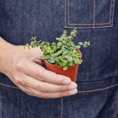 Peperomia Prostrata 'String of Turtles' 3" Pot Nursery Pot Indoor Plants House Plant Shop