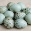 Jumbo Celadon Coturnix Hatching Eggs Buddys Hatchery