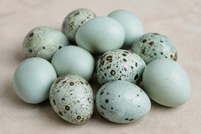 Jumbo Celadon Coturnix Hatching Eggs Buddys Hatchery