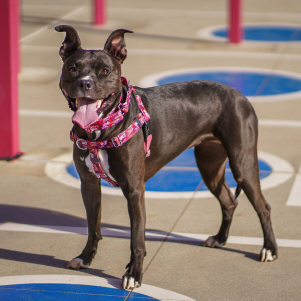 Love Graffiti Red Freedom No-Pull Dog Harness – Earthstyle 2 Hounds Design