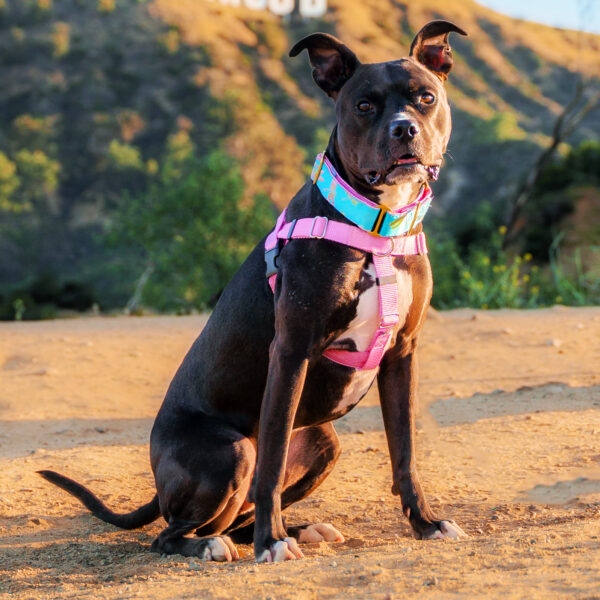 Rose Pink Freedom No-Pull Dog Harness 2 Hounds Design