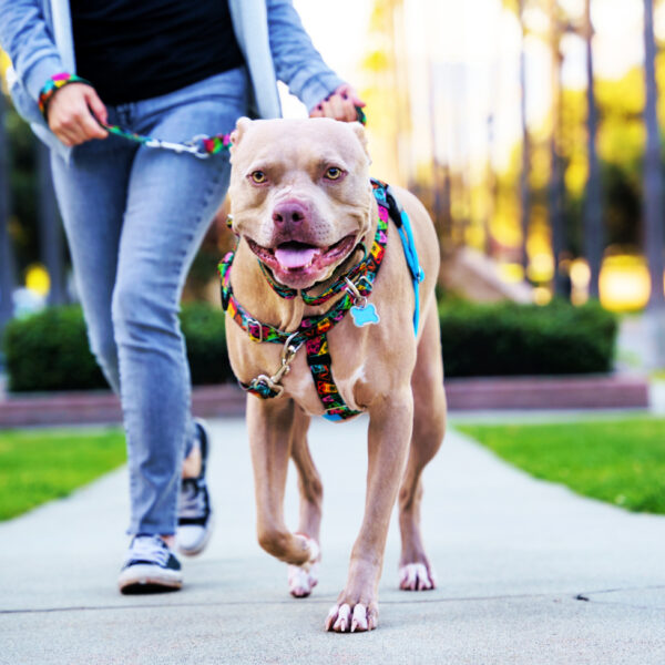 Paper Flags Freedom No-Pull Dog Harness – EarthStyle 2 Hounds Design