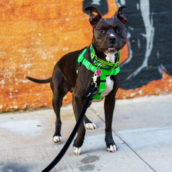 Neon Green Freedom No-Pull Dog Harness 2 Hounds Design