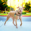 Paper Flags Freedom No-Pull Dog Harness – EarthStyle 2 Hounds Design