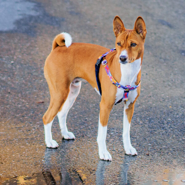 Love Graffiti Blue Freedom No-Pull Dog Harness – Earthstyle 2 Hounds Design