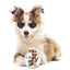 3 Cute Puppies Boo Boo Butter BOO BOO BUTTER The Blissful Dog