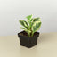 Peperomia 'Marble' 3" Pot Nursery Indoor Plants House Plant Shop