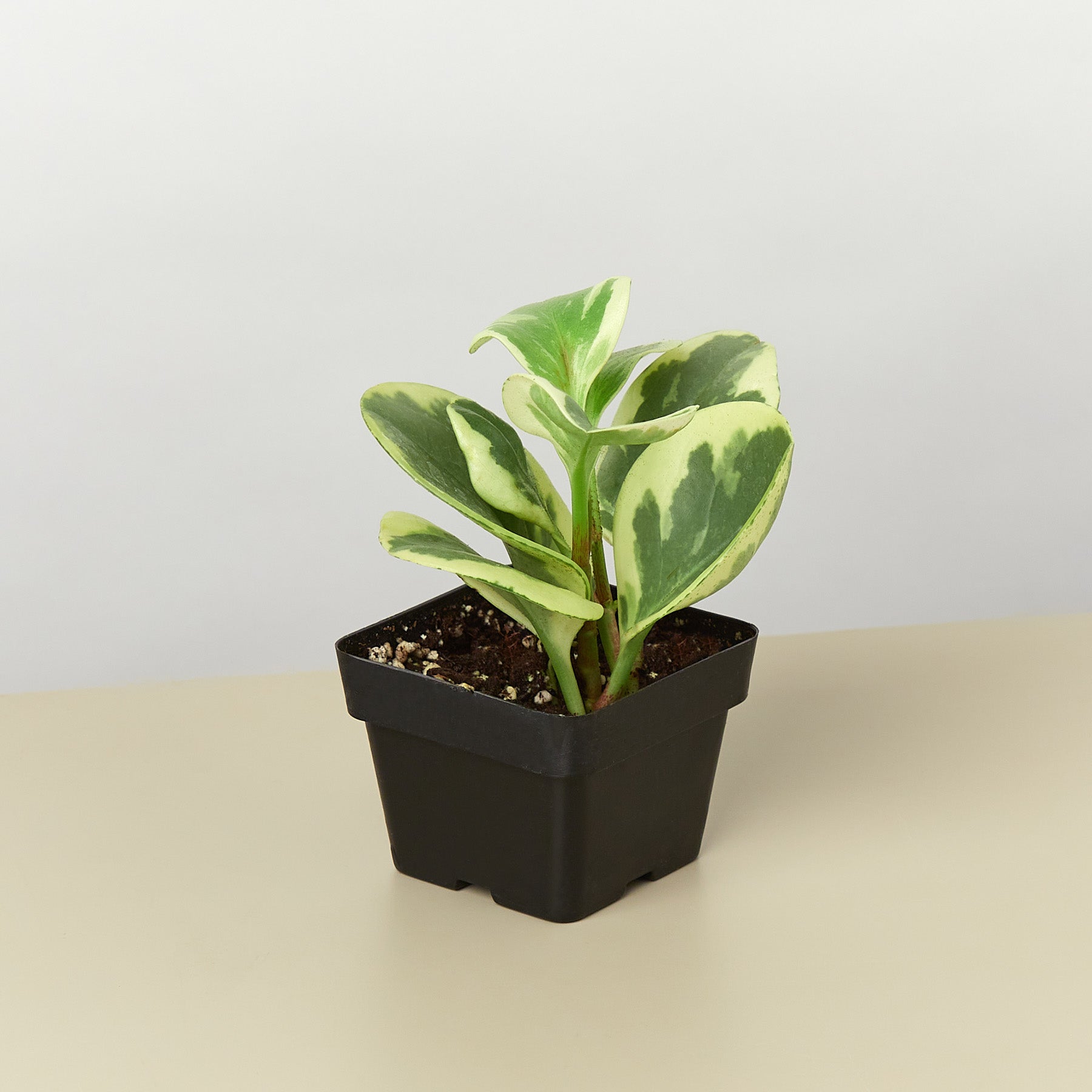 Peperomia 'Marble' 3" Pot Nursery Indoor Plants House Plant Shop