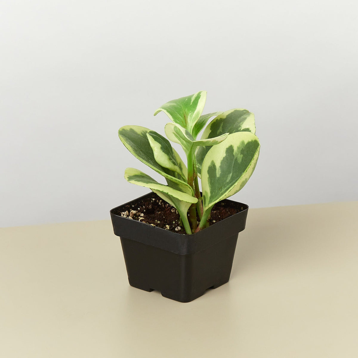 Peperomia 'Marble' 3" Pot Nursery Indoor Plants House Plant Shop
