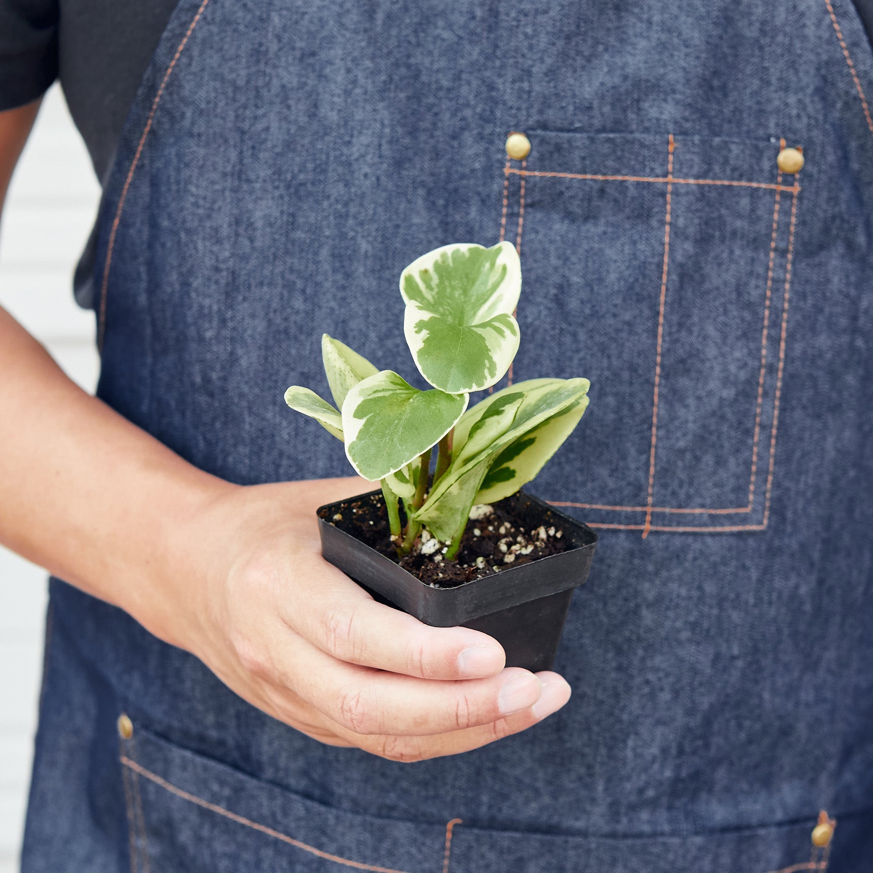 Peperomia 'Marble' Indoor Plants House Plant Shop