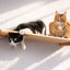 Wall Mounted Cat Shelf Natural Bamboo 34" Escape Hatch Cat shelves/bed Catastrophic Creations