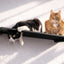 Wall Mounted Cat Shelf Onyx Bamboo 34" Escape Hatch Cat shelves/bed Catastrophic Creations