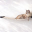 Hanging Cat Bed Hammock Onyx Bamboo Natural Canvas 34" Cat Hammock Catastrophic Creations