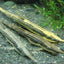 Longnose Twig Catfish (Farlowella gracilis) CATFISH Danaqua Live Fish & More