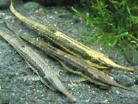 Longnose Twig Catfish (Farlowella gracilis) CATFISH Danaqua Live Fish & More