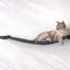 Hanging Cat Bed Hammock Onyx Bamboo Charcoal Gray Canvas 34" Cat Hammock Catastrophic Creations