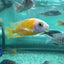 Taiwan Reef Cichlid (Protomelas sp. "Steveni Taiwan") AFRICAN CICHLIDS Danaqua Live Fish & More