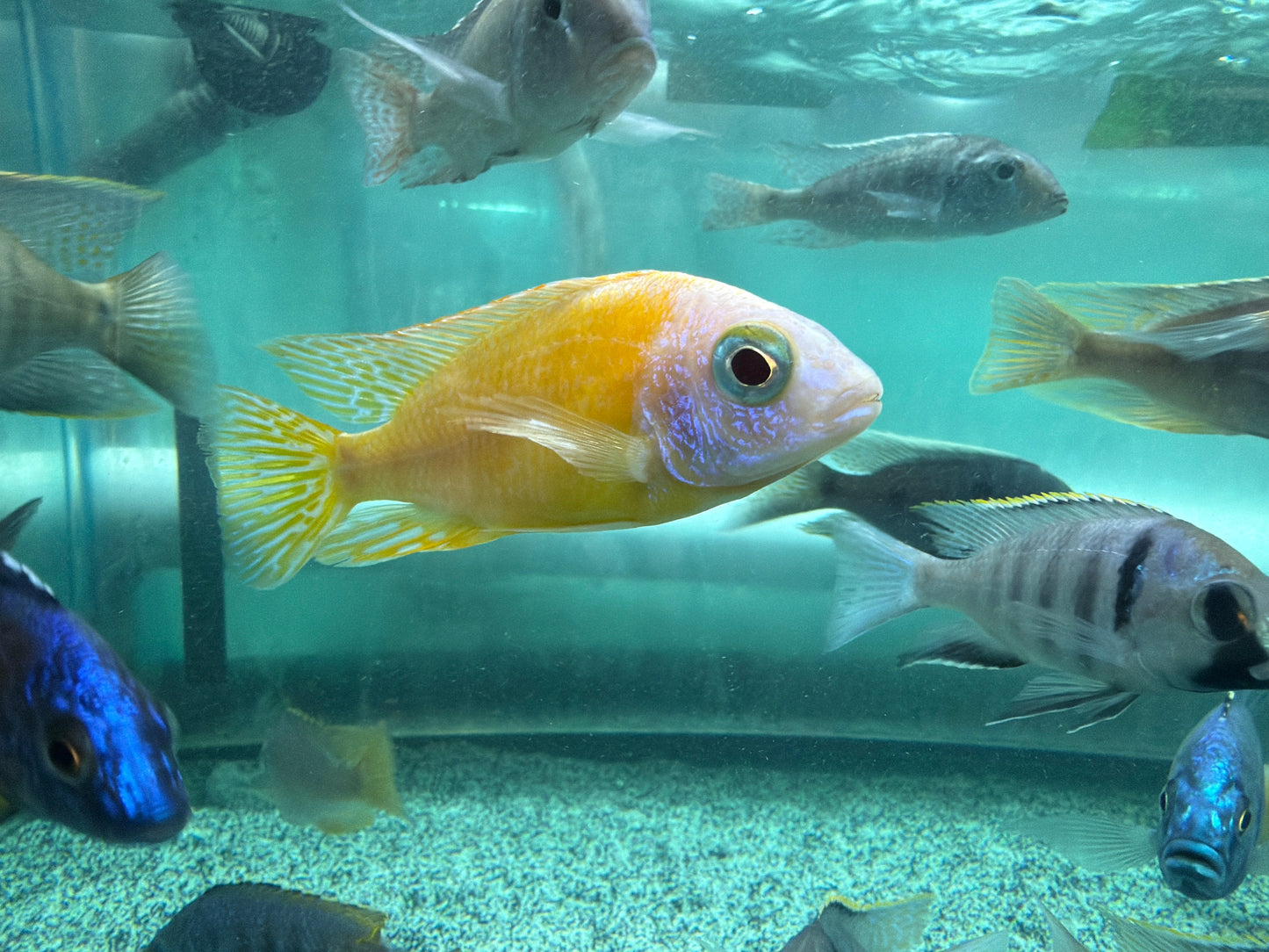 Taiwan Reef Cichlid (Protomelas sp. "Steveni Taiwan") AFRICAN CICHLIDS Danaqua Live Fish & More