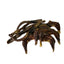 Organically Fed Quail Crunch Sticks and Legs - Healthy and Delicious Treat for Pets Quailz.com by Undique LLC