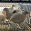 Jumbo White Coturnix Hatching Eggs - Premium Quail Eggs for Hatching - Perfect for Homesteaders, Breeders, Hobbyists - Freshly Collected for High Hatch Rates Buddys Hatchery